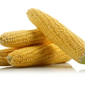 Sweet Corn